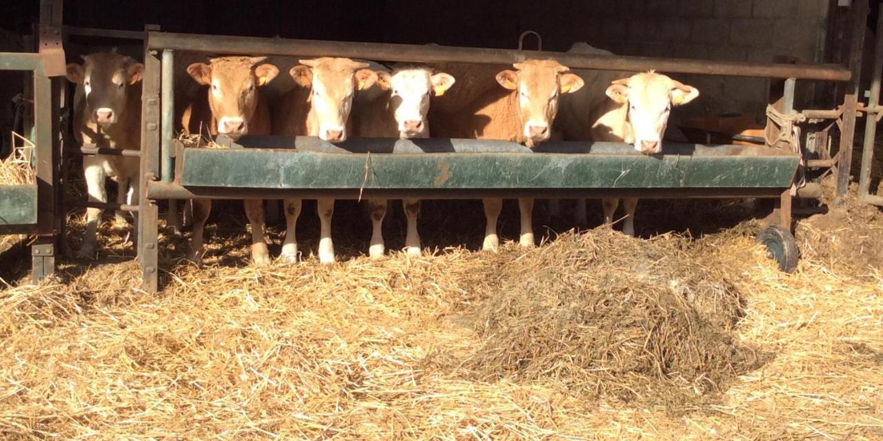 Aux Bois Dores De La Ferme De Sorval, Animaux De La Ferme, Fitness Selvigny 外观 照片